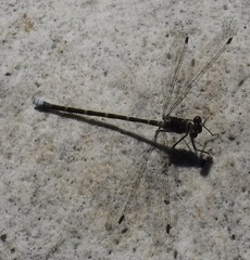 Ecchlorolestes peringueyi