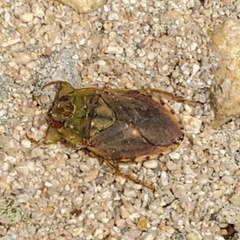 Ambrysus