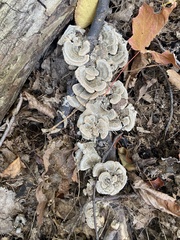Trametes