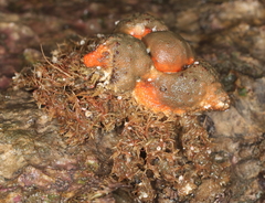 Rhinolithodes wosnessenskii