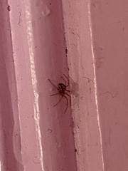 Steatoda triangulosa