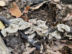 Trametes