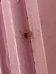 Steatoda triangulosa