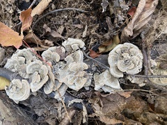 Trametes