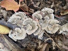 Trametes