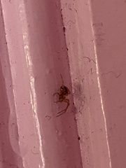 Steatoda triangulosa