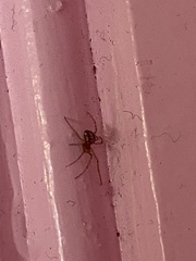 Steatoda triangulosa