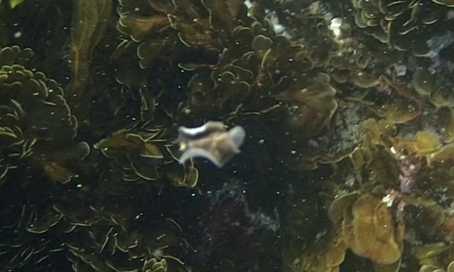 photo of Polyclad Flatworms (Polycladida)