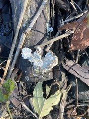Polyporaceae