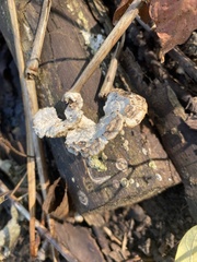 Polyporaceae