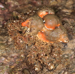 Rhinolithodes wosnessenskii