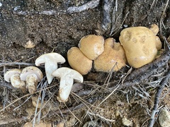 Tylopilus rhodoconius