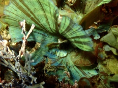 Stypopodium flabelliforme