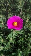 Cistus crispus