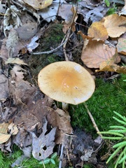 Leratiomyces squamosus