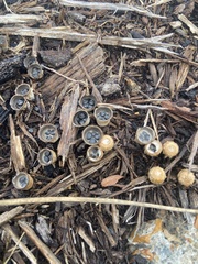 Cyathus stercoreus