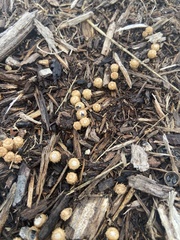 Cyathus stercoreus