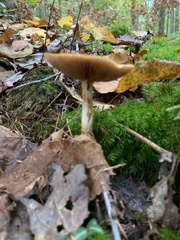 Leratiomyces squamosus