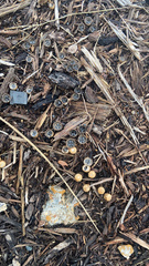 Cyathus stercoreus