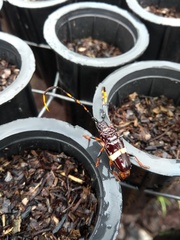 Trachyderes succinctus