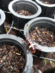 Trachyderes succinctus