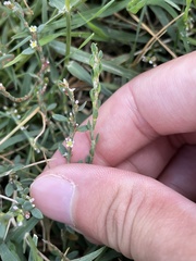 Polygonum aviculare