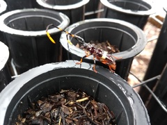 Trachyderes succinctus