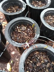 Trachyderes succinctus