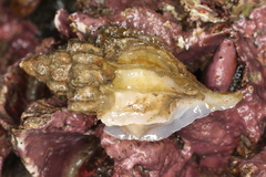 Scabrotrophon stuarti