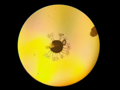 Erysiphe azaleae
