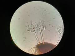 Erysiphe azaleae