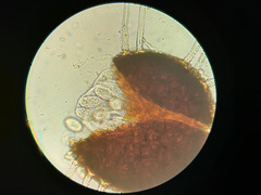 Erysiphe azaleae