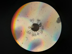 Erysiphe azaleae