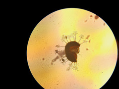 Erysiphe azaleae