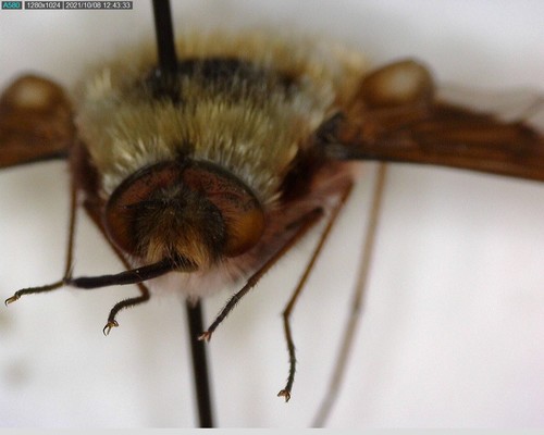 iNaturalist observation photo of Greater Bee Fly