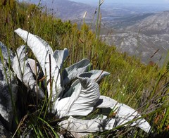 Hermas gigantea