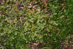 Anastrophyllaceae