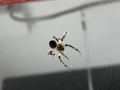 Araneidae