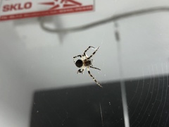 Araneidae