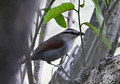 Tchagra tchagra natalensis