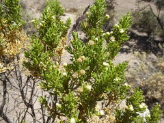Baccharis tricuneata