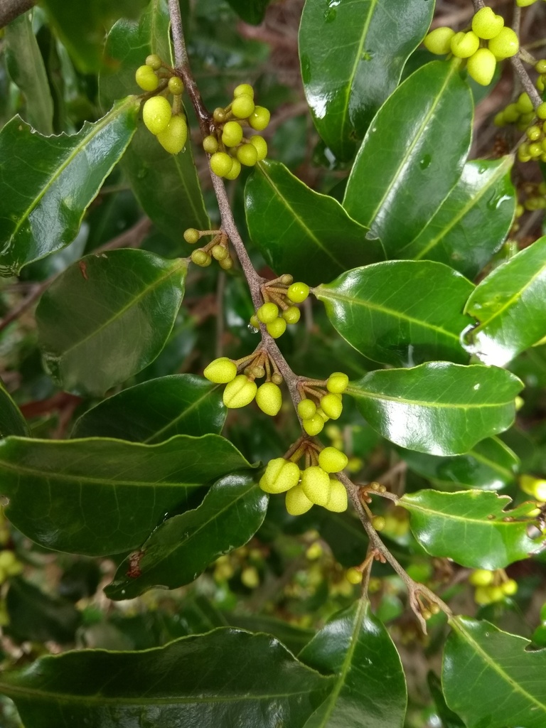 Pera glabrata