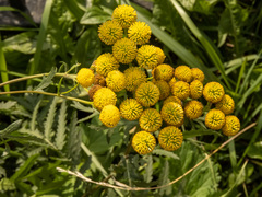 Tanacetum vulgare
