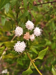 Ageratina glechonophylla