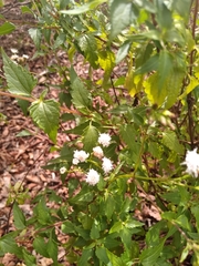 Ageratina glechonophylla