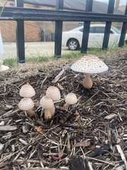 Leucoagaricus americanus