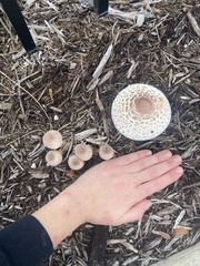 Leucoagaricus americanus