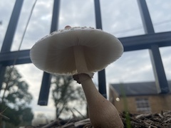 Leucoagaricus americanus