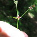 Torrey's Wild Licorice - Photo (c) Link Davis, some rights reserved (CC BY-NC), uploaded by Link Davis