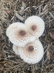 Leucoagaricus americanus